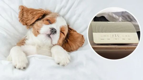 how white noise helps calm dogs