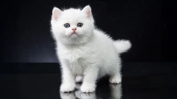 kitten socialization