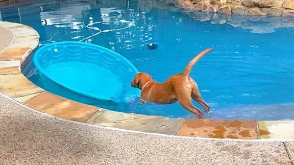 lab tries turning her kiddie pool into a boat