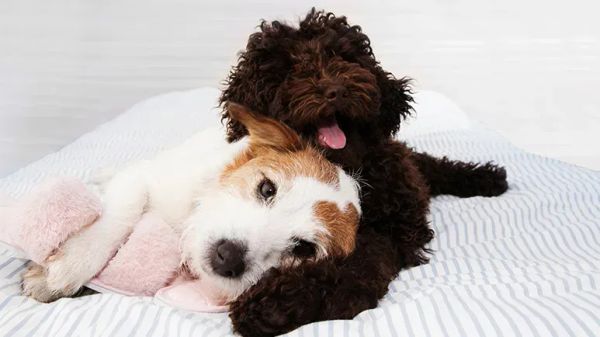 origins dog breed names