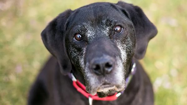 reasons to adopt a senior dog