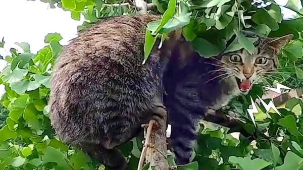 the cat stuck for 2 days in a 50 foot tree