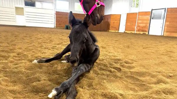 the day a broken mama horse started running again