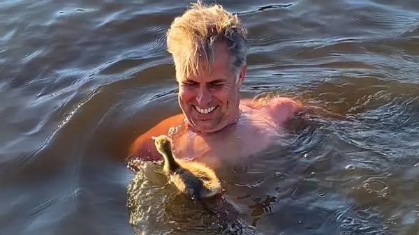 the goose who filled an empty nest