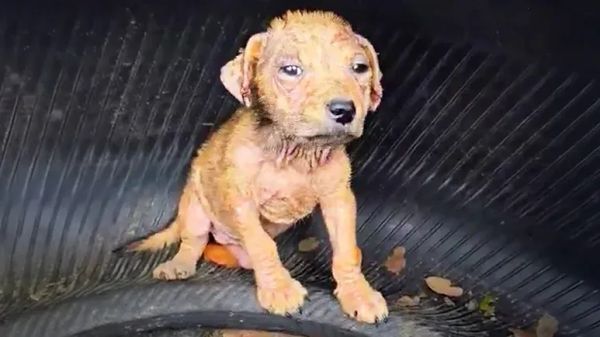 the puppy hiding in a tire who refused to give up