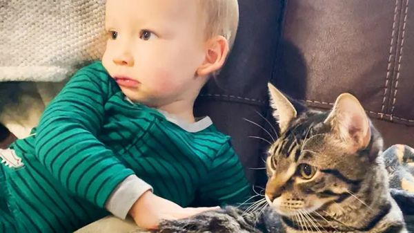 toddler brings kitten home from the shelter