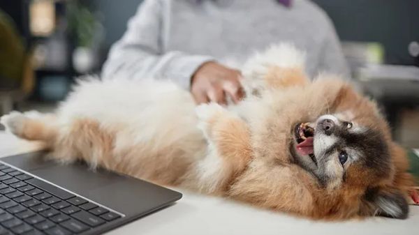 ways to show dog attention