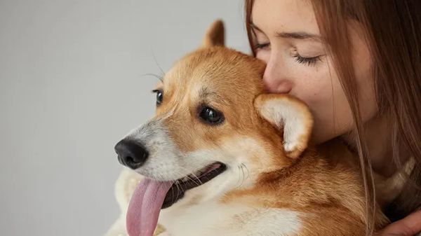 why your dogs ears smell bad