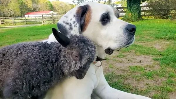 wobbly baby goat figures out zoomies for the first time