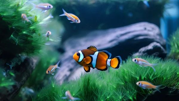 10 common fish owner mistakes