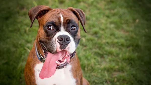 boxer dog breed