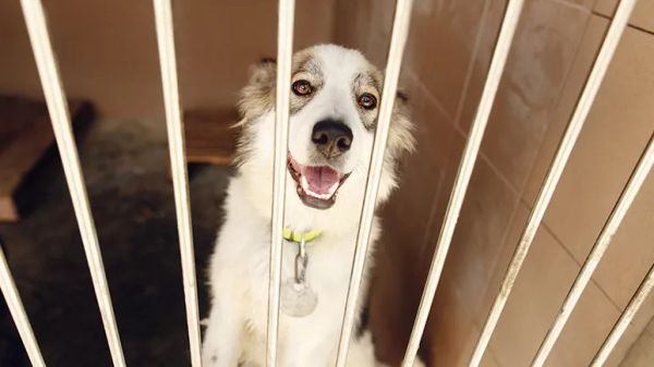 calming music for dogs