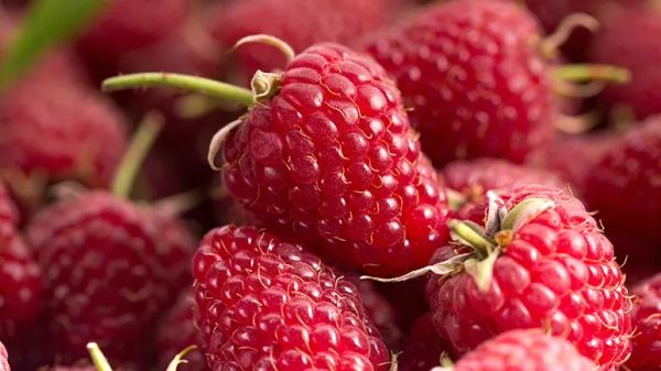 can you feed raspberries to your pets
