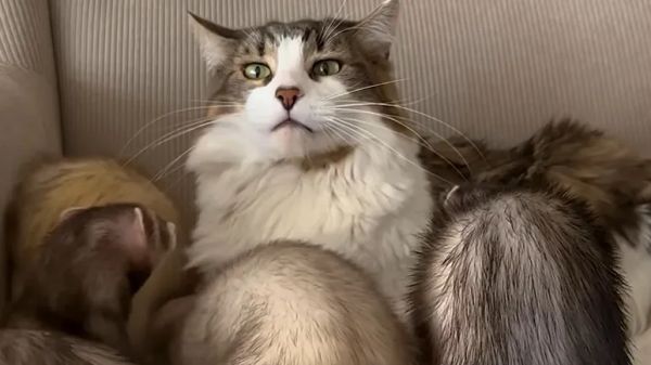 cat wrestles five ferrets like its his full time job