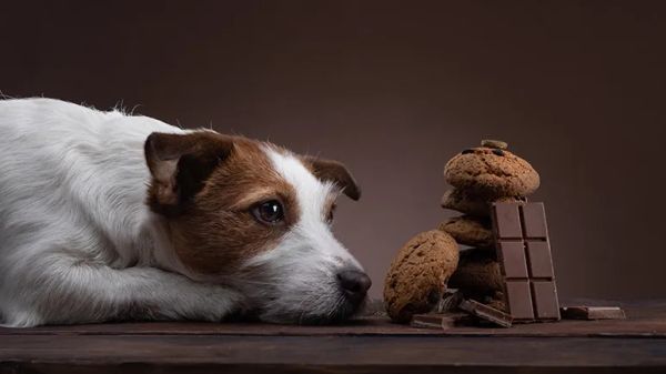 chocolate toxicity in dogs