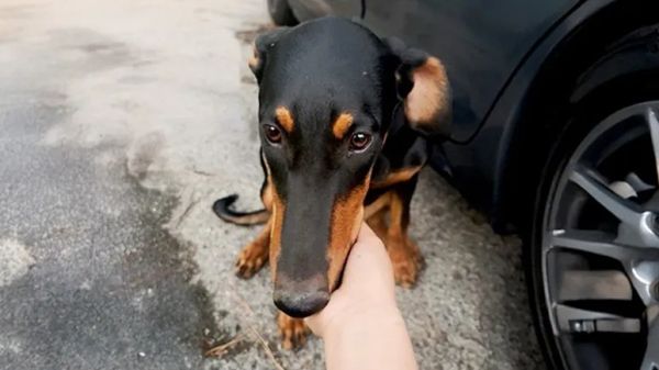 couple finds a doberman puppy alone before their hike