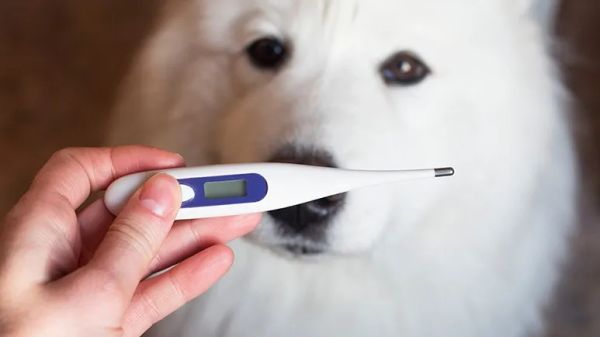 dog fever symptoms and treatment