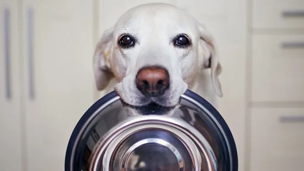 dog portion control guide