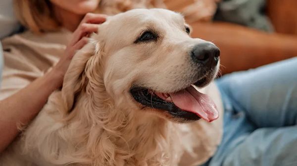 dogs baby talk study