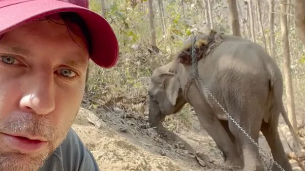 elephant forced to haul logs crosses a river to finally be free