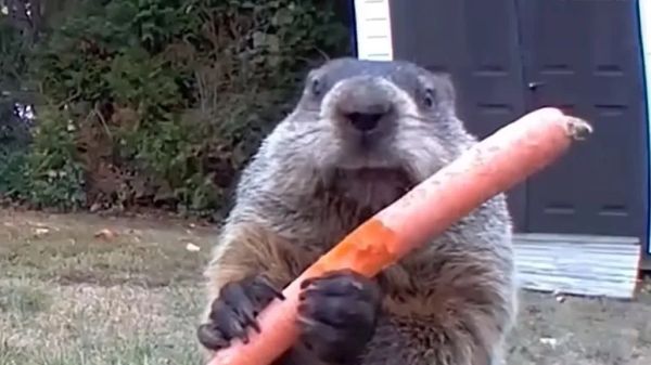 groundhog keeps stealing his veggies so he builds her a whole garden
