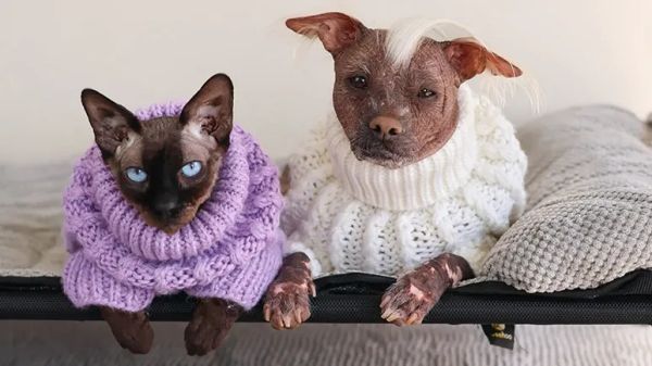 hairless cats dogs