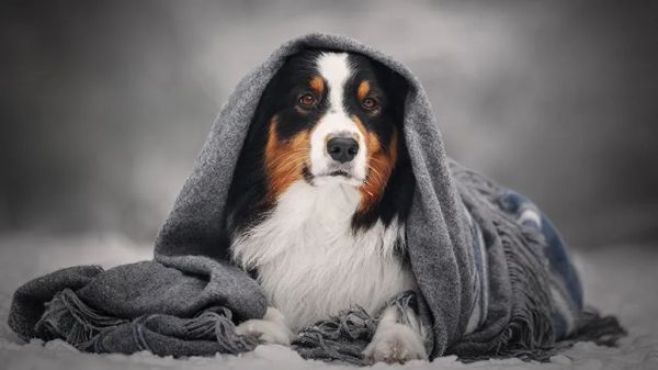 how cold is too cold for dogs