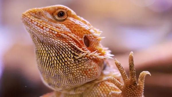 inclusion body disease reptiles