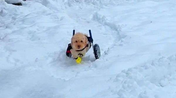 paralyzed dogs spark comes back the moment he gets his wheelchair