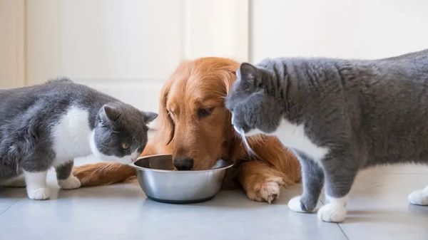 pet obesity continues to rise