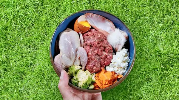 raw pet food salmonella