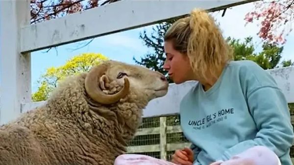 rescued ram finds love and finally comes back to life