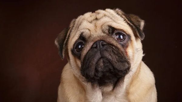 sards sudden blindness dogs