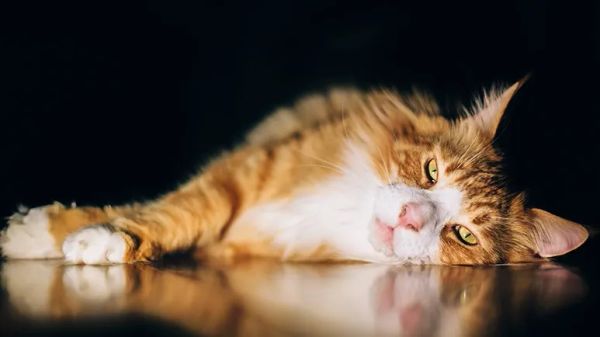 signs of depression in cats