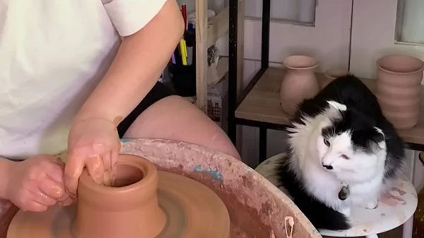 this cat refuses to let her mom do pottery alone