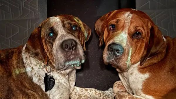 two dogs pulled from death row find each other again