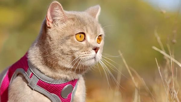 walking cat outdoors