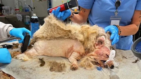 a matted pup finally felt relief