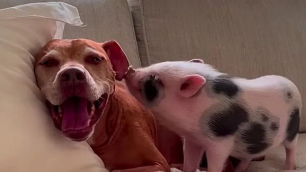 baby pigs new brother teaches her to bark