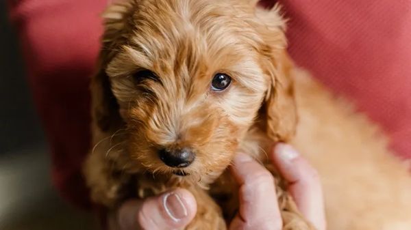 desensitize puppy to human touch