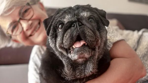 dog ownership benefits for seniors