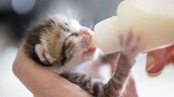 feeding newborn kittens