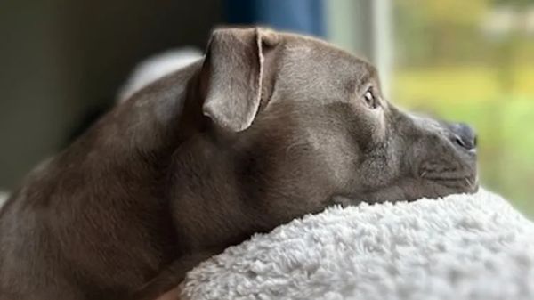 from suitcase to safe in someones lap