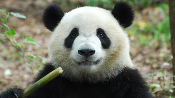 giant panda digestive system