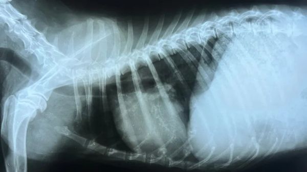 heart murmur in dogs and cats