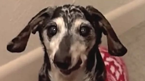 meet ernie the sweetest old soul