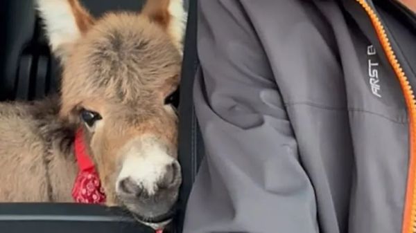 meet rosita the donkey who acts like a dog