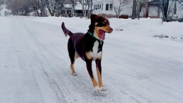 meet the dog who pushes ice for fun