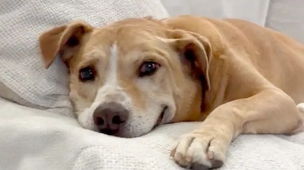 meet the happiest rescue dog