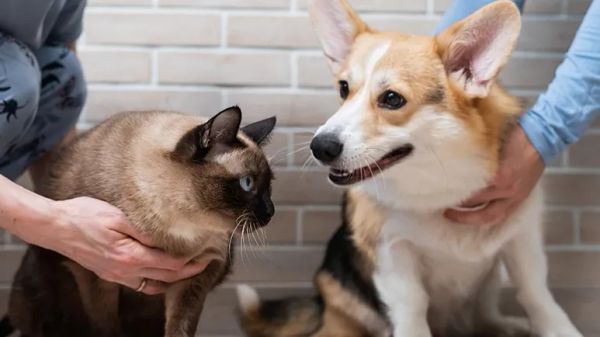 millennial pet parents